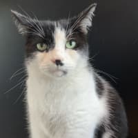 Photo of Oreo