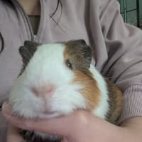 Photo of Chip