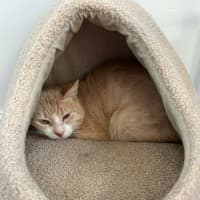 Photo of Raphael *9 Lives Project Rescue*