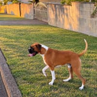 Photo of Moose   2.5 Year Old Boxer