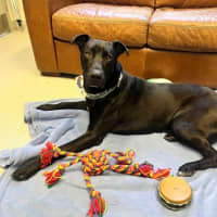 Photo of Scooby