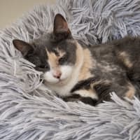 Photo of Odina 