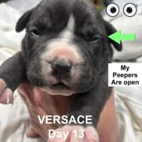 Photo of Versace