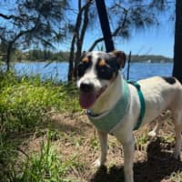 Photo of Nanook   2 Year Old Jack Russell Terrier (Trial)
