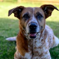 Photo of Dot