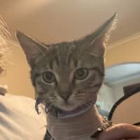 Photo of Juni ** 2nd Chance Cat Rescue **