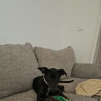 Photo of Timmy   4 Month Old Kelpie X