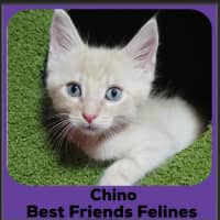 Photo of Chino 