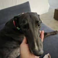 Photo of Poppy, The Cat Friendly Greyhound