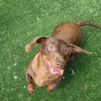 Photo of Sophia Imp 2568