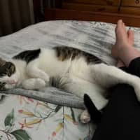 Photo of Humphrey ** 2nd Chance Cat Rescue **