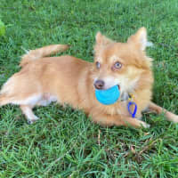 Photo of Alfie   5 Month Old Pomeranian X Chihuahua