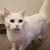 Photo of Silkie