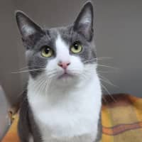 Photo of Bentley
