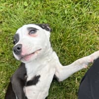 Photo of Murphy