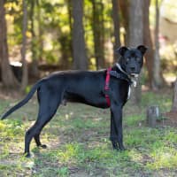 Photo of Onyx