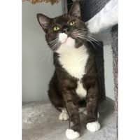 Photo of 11026   Oryx