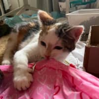 Photo of Callie