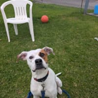 Photo of Jurdoo