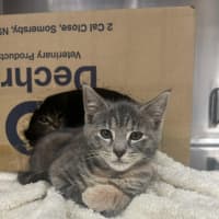 Photo of Vicki   Located In Pakenham