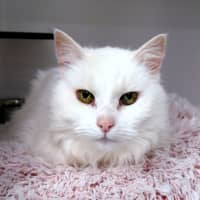 Photo of Quincy Sua011437 