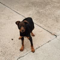 Photo of Brandy