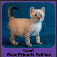 Photo of Lumi 