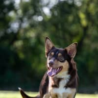 Photo of Ruby