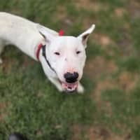 Photo of Roxie