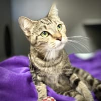 Photo of Ginger
