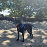 Photo of Shadow