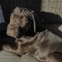 Photo of Shadow