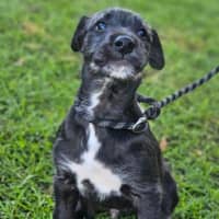 Photo of Hoggle