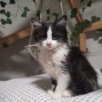 Photo of Biscuit, Oreo And Cookie