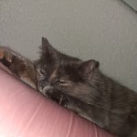Photo of Luna