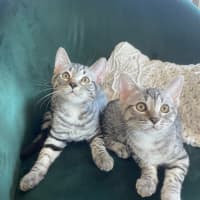Photo of Pia And Pippin