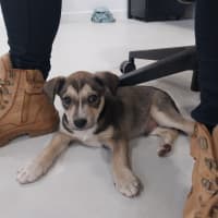 Photo of Balto (Spyro)