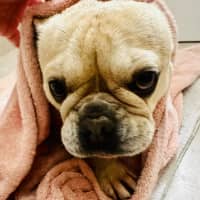 Photo of Goldie
