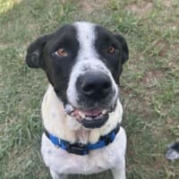 Photo of Lacey