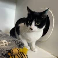 Photo of Cotton