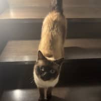 Photo of Sweetie 