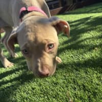 Photo of Squishy   11 Week Old Staffy X