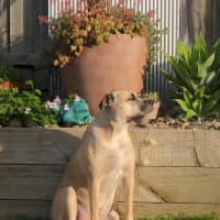 Photo of Kora