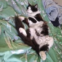 Photo of Lola