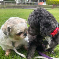 Photo of Coco And Nero   Bonded Pair