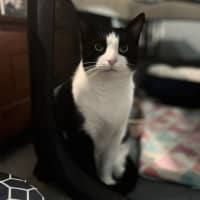 Photo of Bubbles   Assisted Rehome