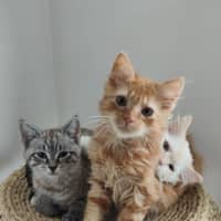 Photo of Oats Meet Me @Petstock Carrum Downs Store