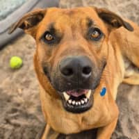 Photo of Biggie Paws