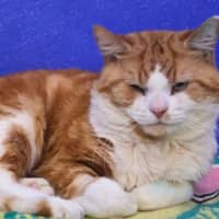 Photo of Mr Sleepy Pumpkin