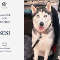 Photo of Sesi